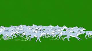 Foxes Animal Stampede Green Screen | Fast Animals Running In One Frame