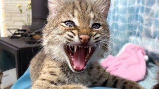 CATS AND LYNX KITTEN FIGHTING / Bobcat Luna bathes in milk