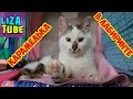 Лабиринт #5 для кошек 😺 Карамелька проходит новый лабиринт 😂 \ LizaTube