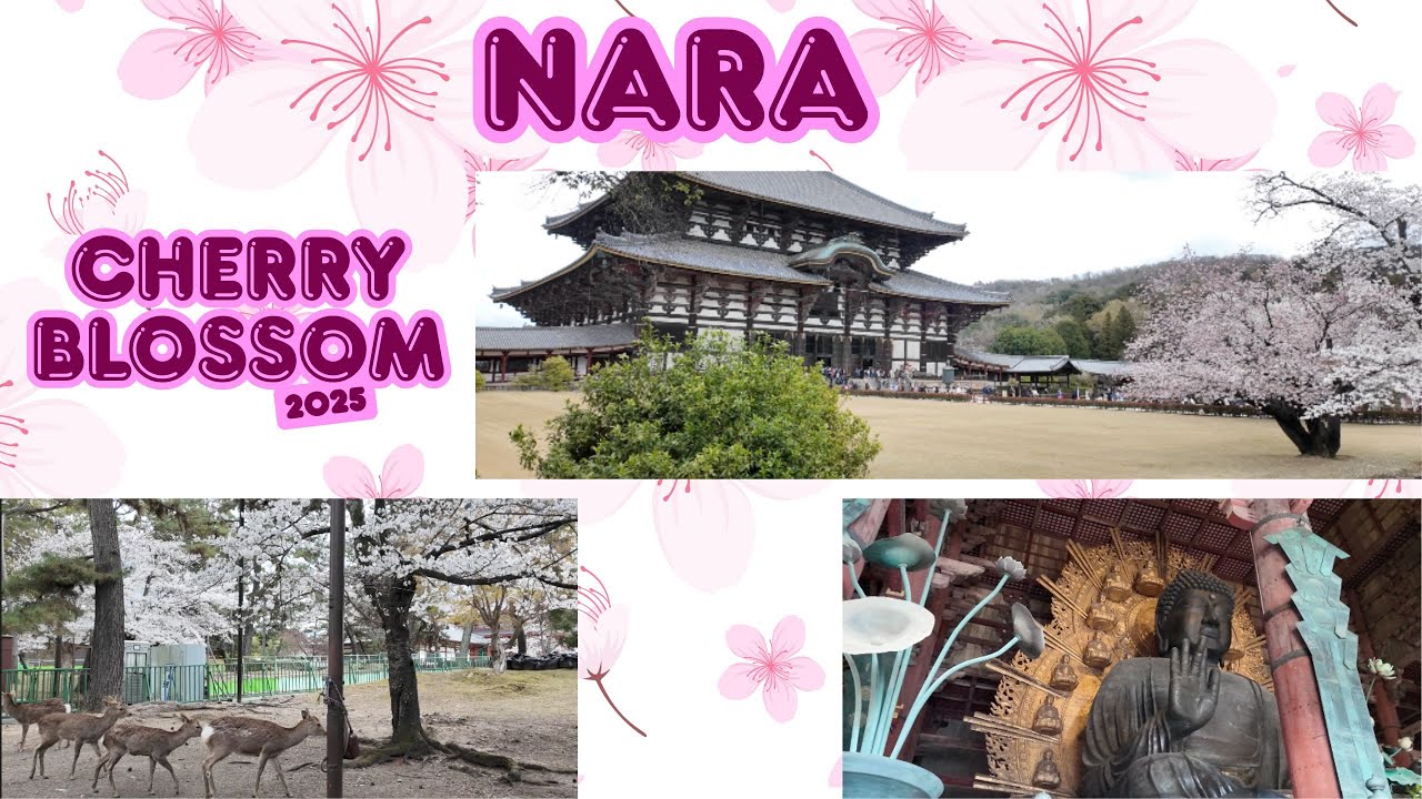 Nara Cherry Blossom April 2025 奈良赏樱