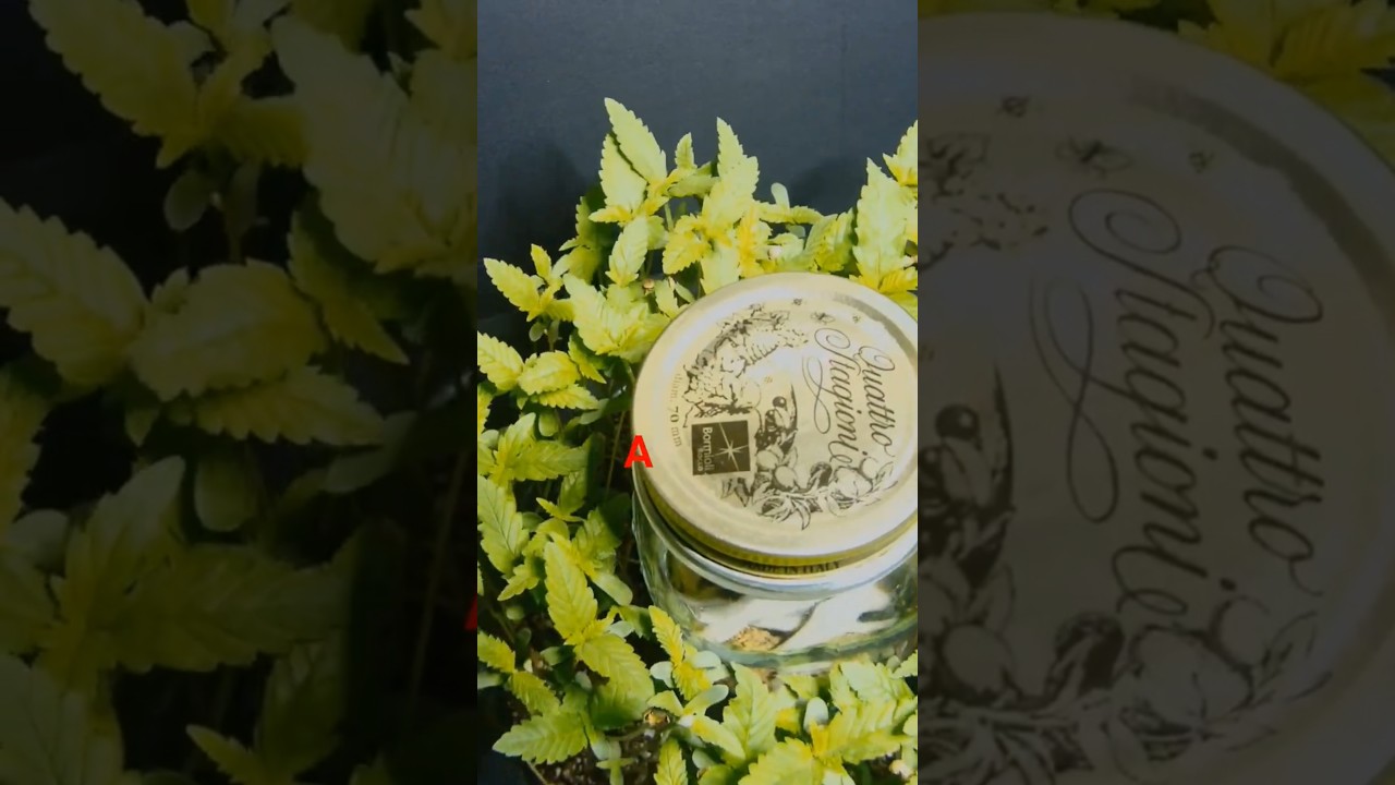 DRAMATIC SEED GERMINATING TIME LAPSE 🌱😆✌️