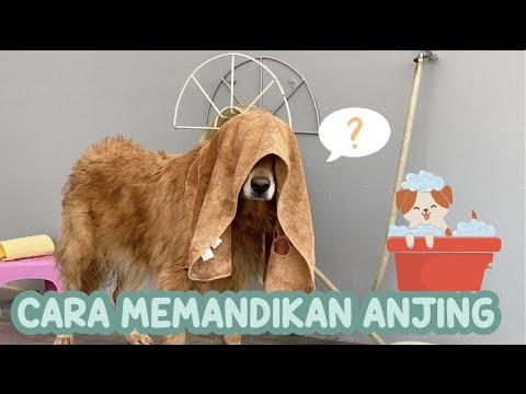 Video: Cara Membersihkan Anjing