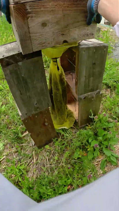 Capturing Swarming Japanese Honeybees with Net