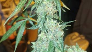 GG4 cross Original Glue cross Guava cross Zkittlez 🤗🥳🤗🥳🤗