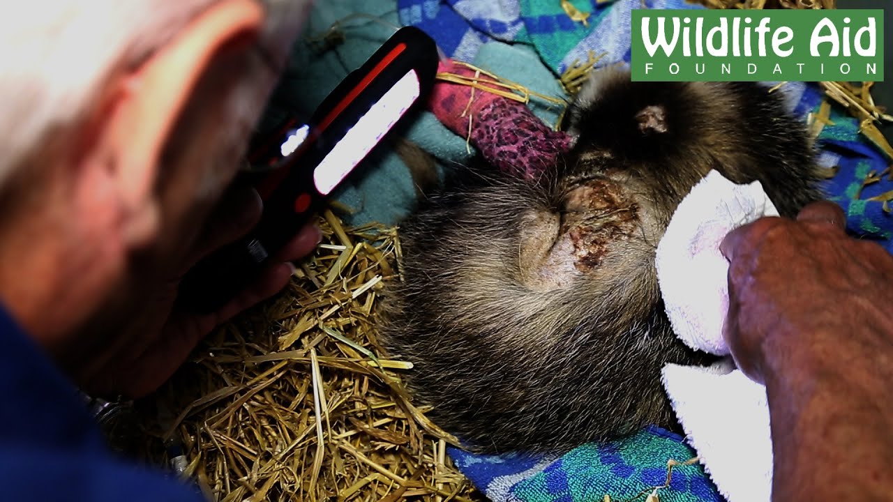 save the world Badger Cub attacked by dogs - Day 2 of recovery