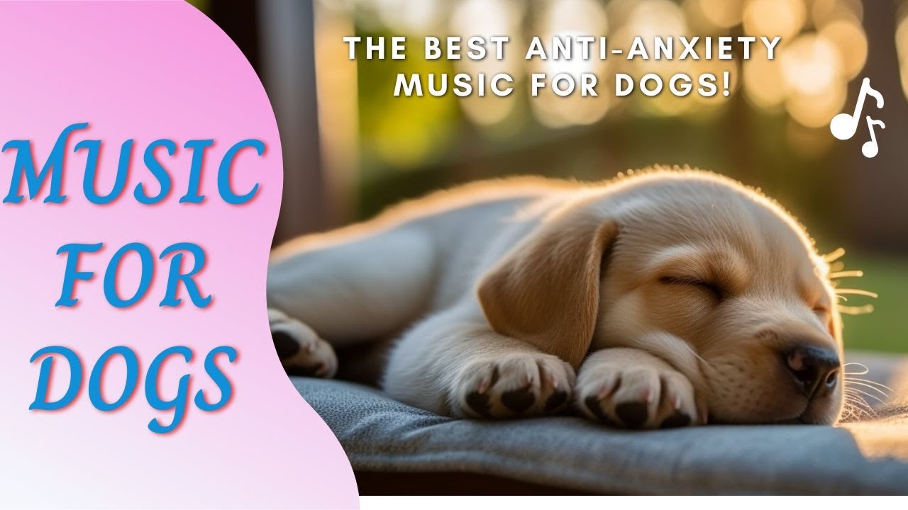 Soothing Music for Dogs to Sleep 8 Hours Dog Music Therapy Calming Aid for Relaxation YouTube