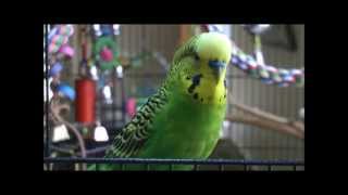 Disco the Parakeet, You're a Real Mensch!