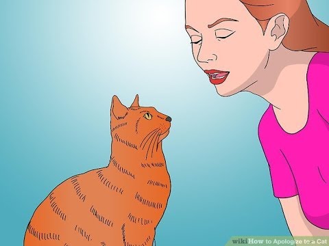 Wie man entschuldigend auf Ihre Katze