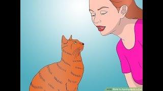 How to Apologizing to Your Cat