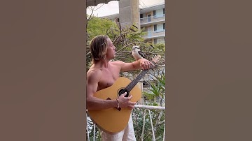 Thumbnail of Only in Australia... Kookaburra sings with Aussie man