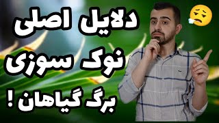 دلایل اصلی نوک سوزی برگ گیاهان🌿| چرا نوک برگ گلام میسوزه و خشک میشه؟😭