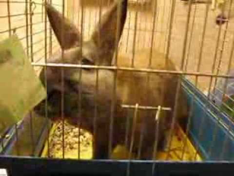 Funny Bunny Eats Money Funny Bunny Eats Money