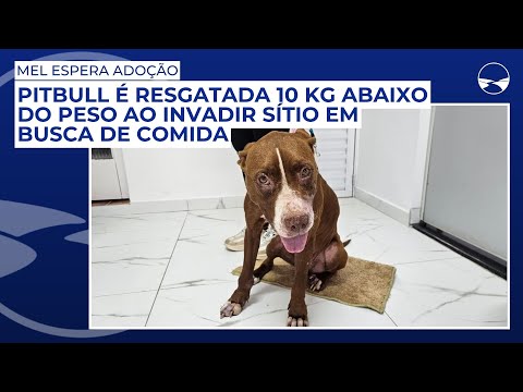 Pitbull é resgatada 10 kg abaixo do peso ao invadir sítio em busca de comida; Mel espera adoção