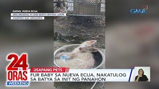 Aso sa Nueva Ecija, nakatulog sa batya | Aso sa Aurora, nakipaglaro sa alon ng... | 24 Oras Weekend