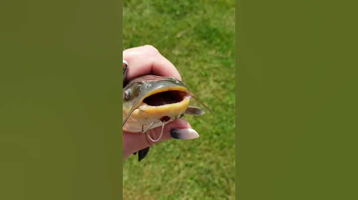 Little fish