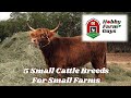 5 small cattle breeds perfect for hobby farms and homesteads