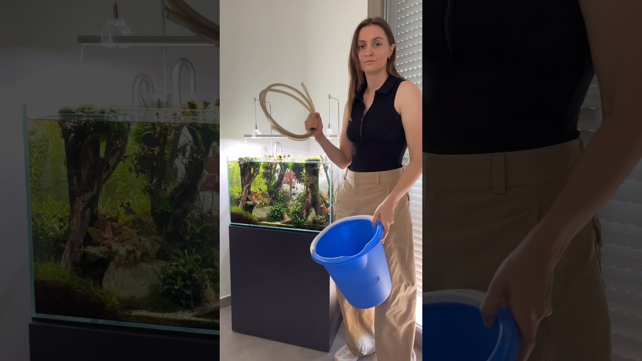 Forest tank care #aquarium #aquascape #aquascaping #plantedtank #plantedaquarium