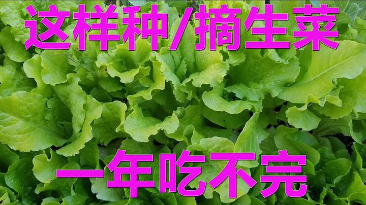 種菜經驗分享 | 生菜種植/採摘方法--這樣種/摘生菜，一年吃不完。 - 天天要聞