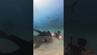 Lemon Shark human cleaning station #shark #sharks #sharkweek #nature #ocean #adventure Tiger Beach
