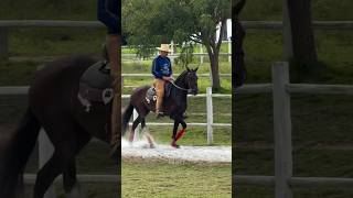 Pura Marcha🔥 #marchadores #mangalarga_marchador #cavalos #horse #pecuarista #haras #cowboys