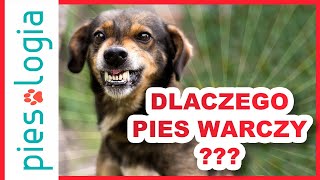 Dlaczego pies warczy?