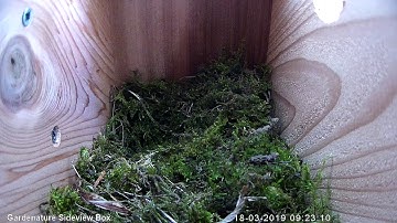 Gardenature Sideview IP Camera (HD) Nest box diary