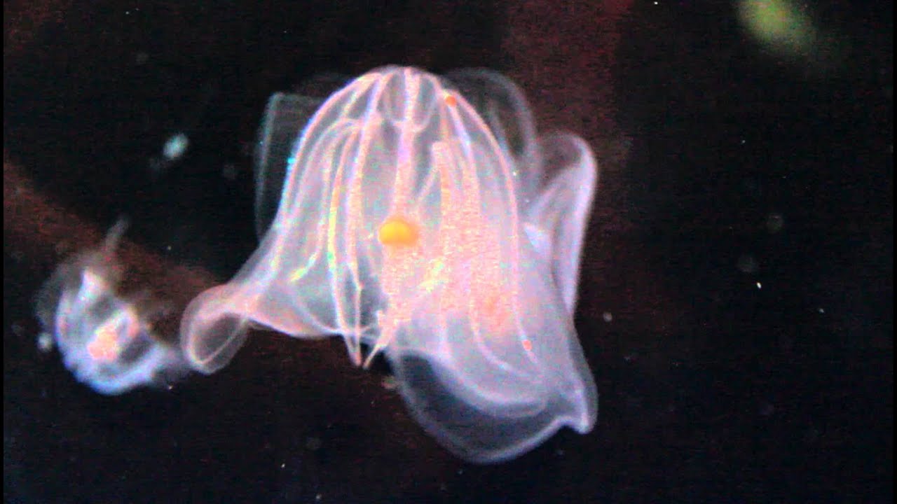 ever seen a rainbow jellyfish maes youtube jellyfish with rainbow lights