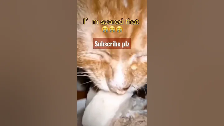 Video 10861331: compilation funny cat cutecat, best funny cats compilation