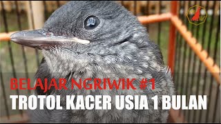 TROTOL KACER 1 BULAN BELAJAR NGRIWIK #1