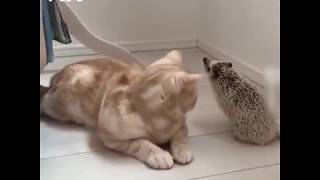 This hedgehog and this cat make the cutest pair!