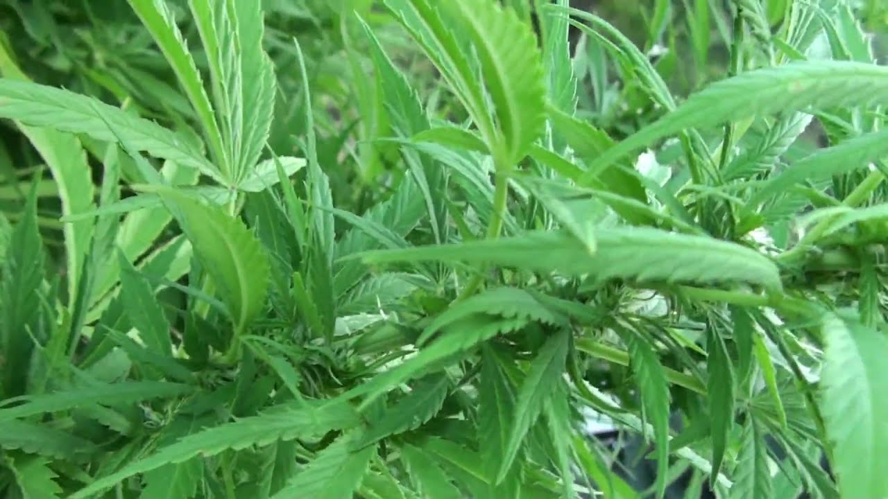 "The Dwarf" - Northern Light  & "The Master" - Master Kush  (Nirvana)