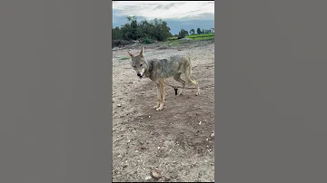 كيف تفرق بين الذيب والكلب ذيب ثعلب حيوانات غريبة Animals 