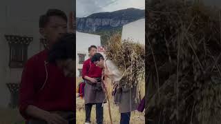 The simple joy of harvest, the soft tug of homesickness.#TibetanCulture #AuthenticChina#Liuhong #fyp