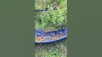 Công nghệ thu hoạch mới giúp tăng năng suất gấp 100 lần