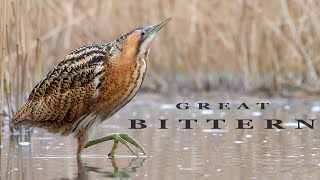 Eurasian bittern birds in the winter reed beds