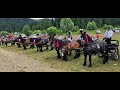 Targul de caii de la Putna - Bucovina 2 Iulie 2021