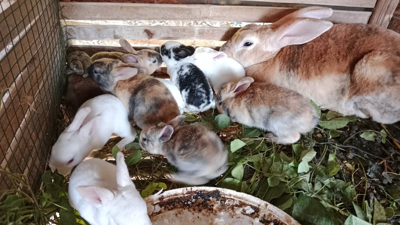 10 TOP RECOMEN TERNAK KELINCI JOSS HASIL MELIPAH