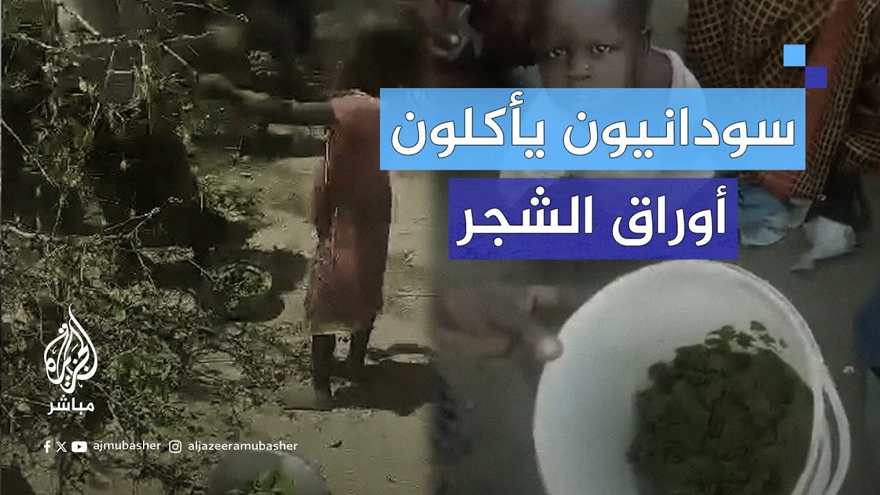 بسبب الحـرب.. انعدام الغذاء يدفع السودانيين بولاية جنوب كردفان إلى أكل أوراق الشجر