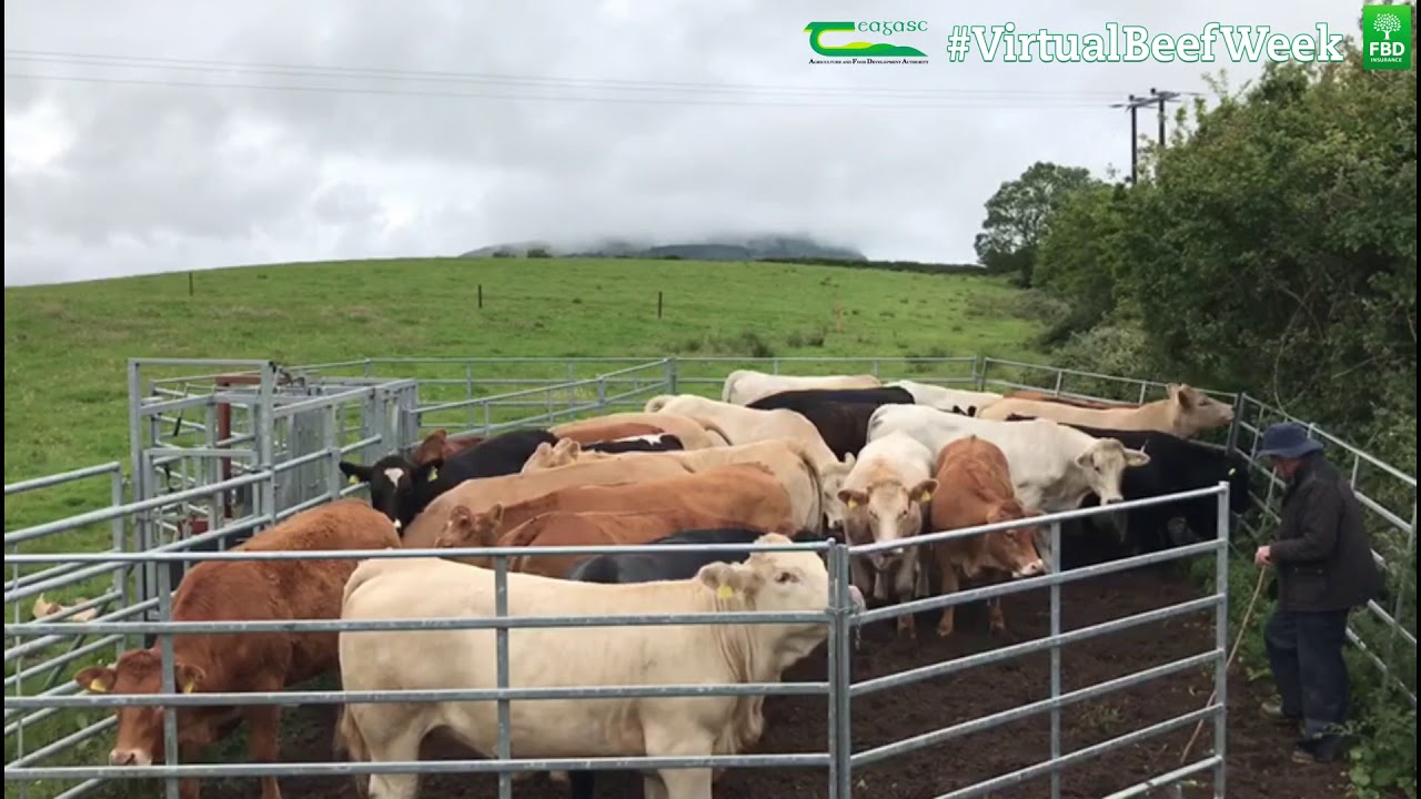 Mobile Cattle Handling Unit YouTube