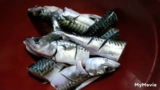 Catch And Cook:  Freshly Caught Mackerel 🎣 by Fishing Buddy *PH*🇵🇭 134 views 6 months ago 12 minutes, 20 seconds