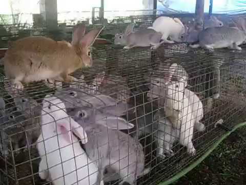 Free rabbit farming business plan pdf image