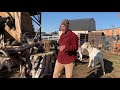 Marc Warnke, "The Goat Guy", of PackGoats.com Herd Update 11/2020