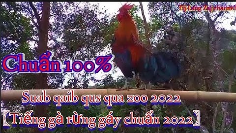 Tiếng gà rừng gáy cực chuẩn nhất 2022. Suab qaib qus qua zoo heev li, dib tuaj 100%