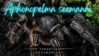 'Tarantula Spider Documentary: Aphonopelma seemanni - Arachnid Wonders!' by robbies talking ts 433 views 1 year ago 5 minutes, 48 seconds