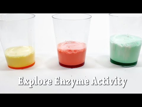 Explore Enzyme Activity!