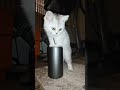 في جيه ياجماعة بتسحر مياه Cat Lifeisbutadream ضحك تيرند يوتيوب Cat في جيه ياجماعة بتسحر مياه Cat Lifeisbutadream ضحك تيرند يوتيوب Cat