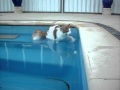 Turkish Van cat loves water の動画、YouTube動画。