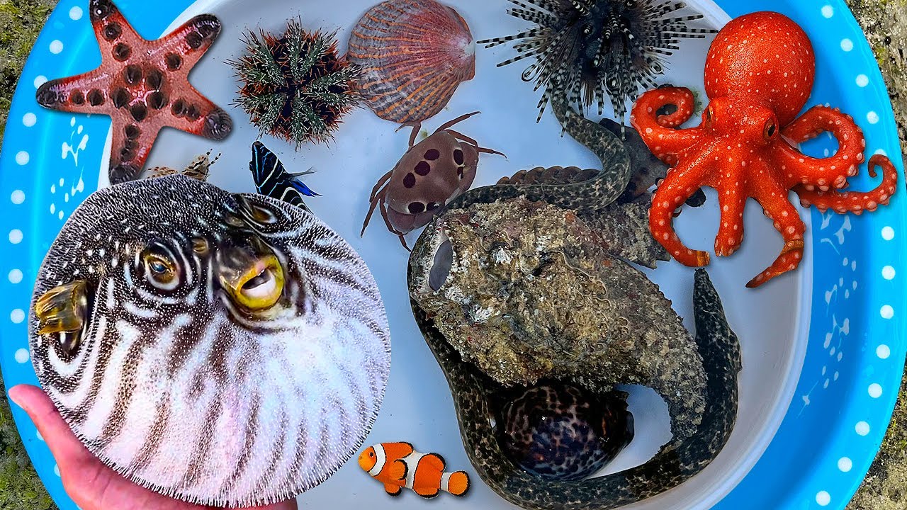 Tangkap ikan buntal dan belut, ikan hias, kerang, gurita, keong, ikan laut, ikan nemo, kepiting