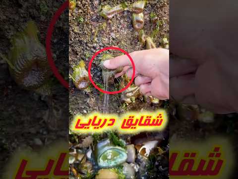 اینا چیه که به سنگها چسبیده و وقتی این مرد