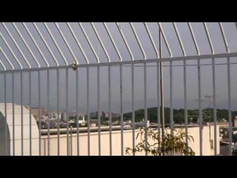 堺市　高島屋屋上
